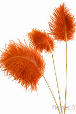 Panicule struisvogel gouden schacht - 30-40 cm - amber